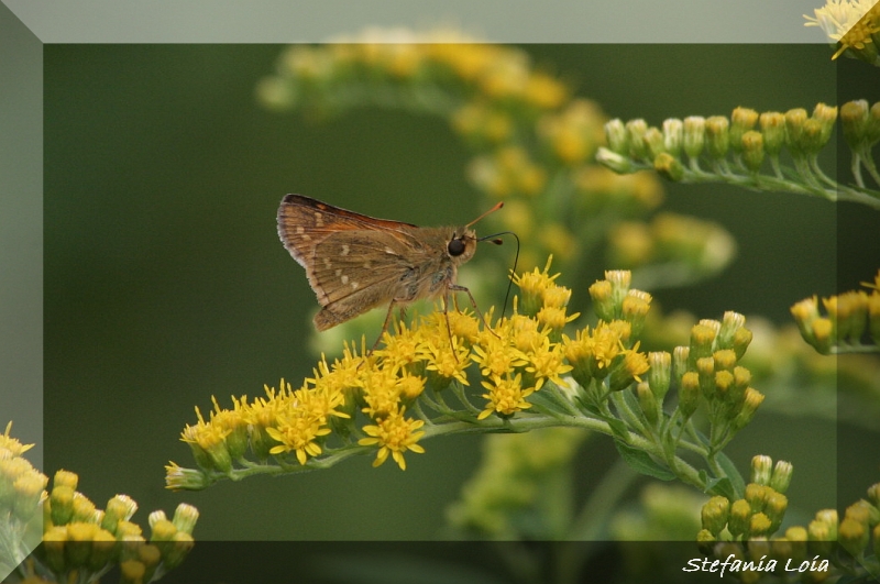 Hesperia comma Vs Ochlodes sylvanus (?)